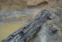 Ancient Bog Oak