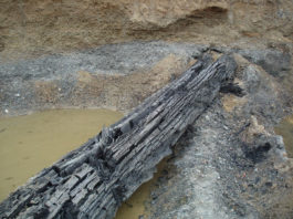 Ancient Bog Oak