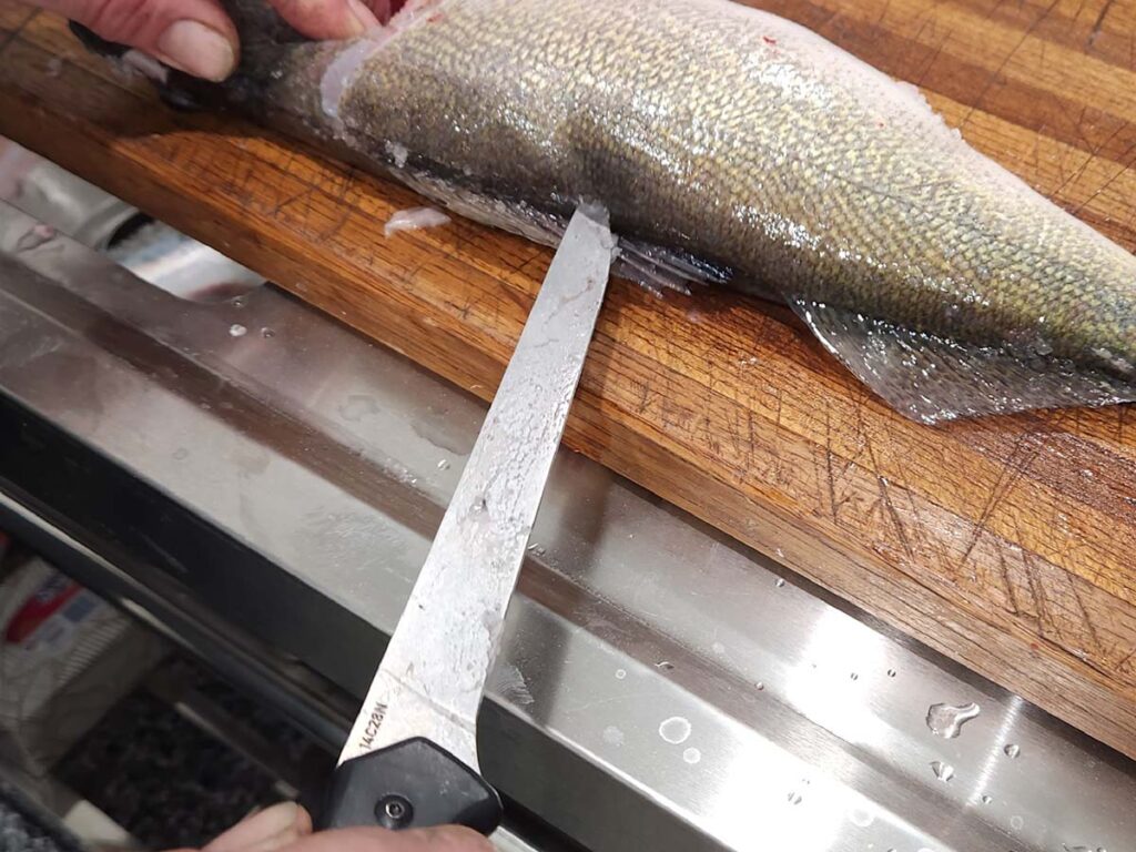 The author liked the Smooth White Bone Professional Fillet’s ergonomics and aesthetics. Once he upgraded the edge, it handled well and made easy work of its filleting tasks.