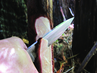 Bark River Aurora illustrating an efficient push cut on a sapling.
