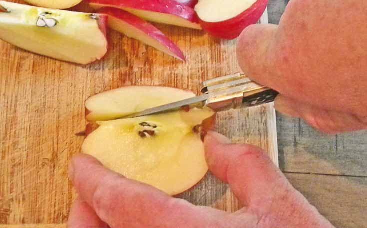 Melissa uses the drop-point main blade to cut the apple into nice bite-sized sections.