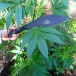 kabarbyplant